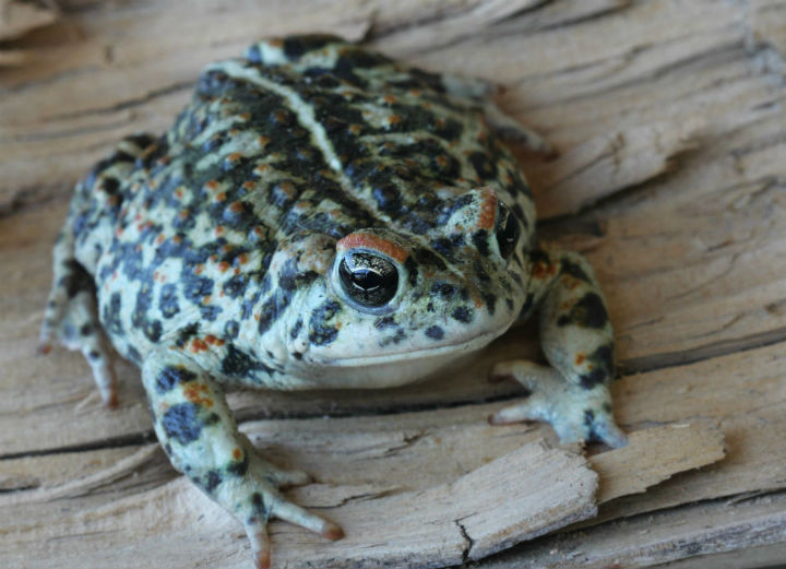 Western Toad